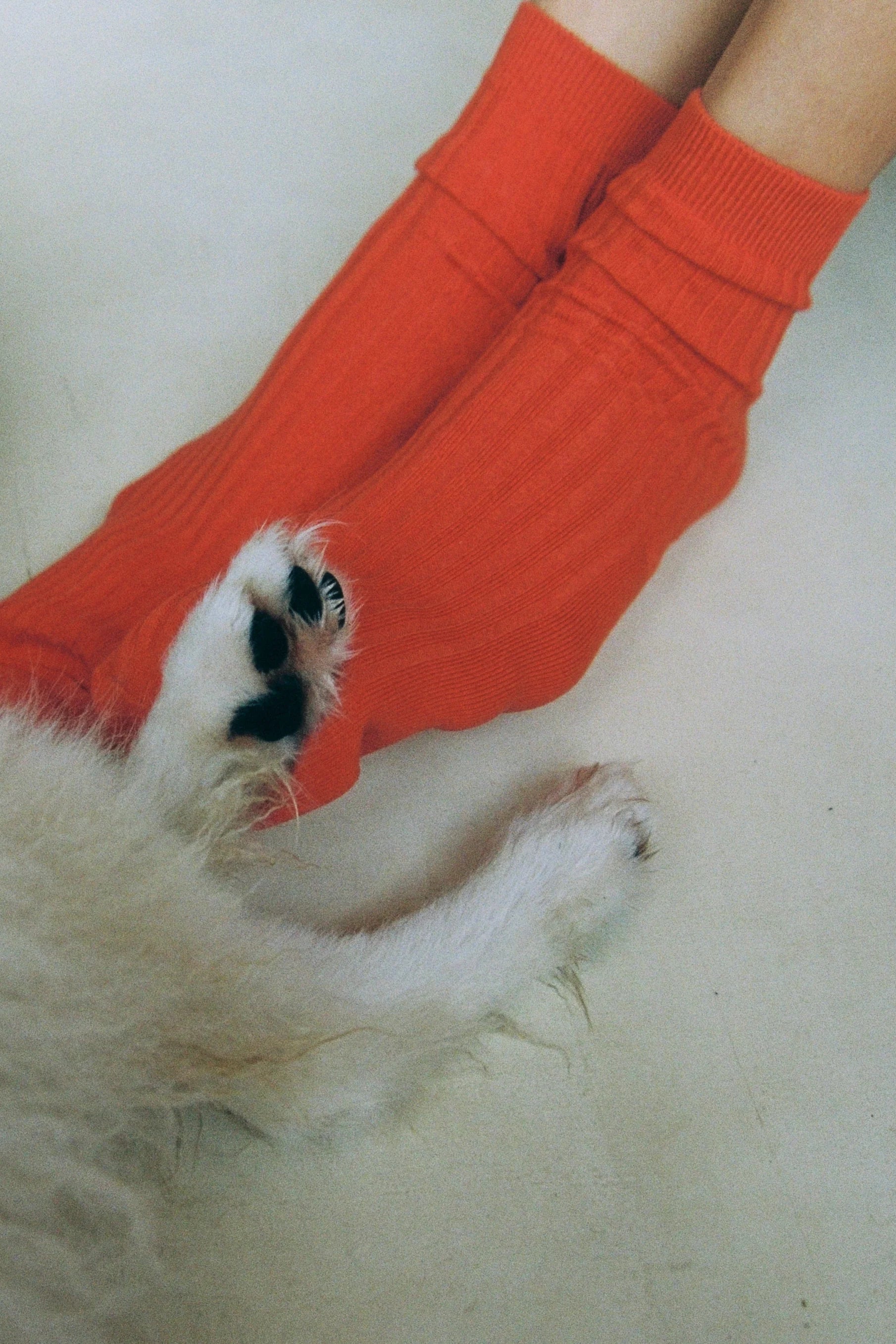Everday Sock - Pimento
